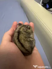 Hamsteri siberieni pitici