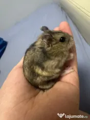 Hamsteri siberieni pitici