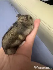 Hamsteri siberieni pitici