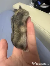 Hamsteri siberieni pitici