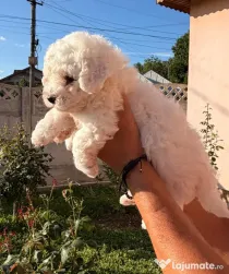 Pui Bichon Frise