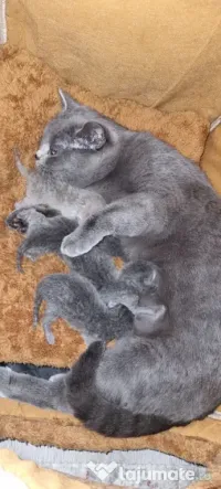 British Shorthair deosebiți Cadoul perfect pentru orice vârstă 