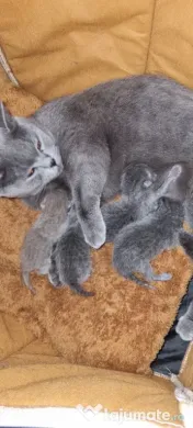 British Shorthair deosebiți Cadoul perfect pentru orice vârstă 