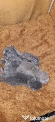 British Shorthair deosebiți Cadoul perfect pentru orice vârstă 