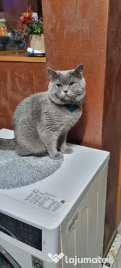 British Shorthair deosebiți Cadoul perfect pentru orice vârstă 