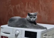 British Shorthair deosebiți Cadoul perfect pentru orice vârstă 