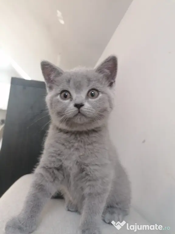 Pisica british shorthair