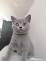 Pisica british shorthair