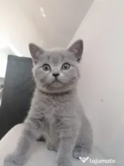 Pisica british shorthair