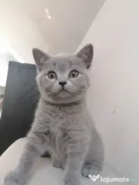 Pisica british shorthair 