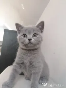 Pisica british shorthair