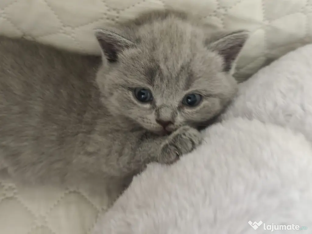 Pisica british shorthair