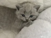 Pisica british shorthair