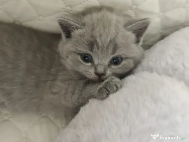 Pisica british shorthair