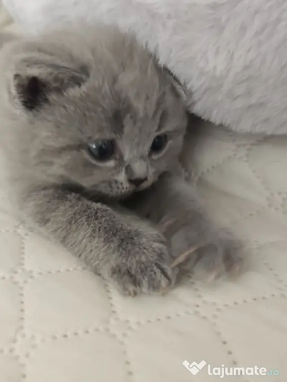 Pisica british shorthair