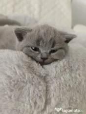 Pisica british shorthair