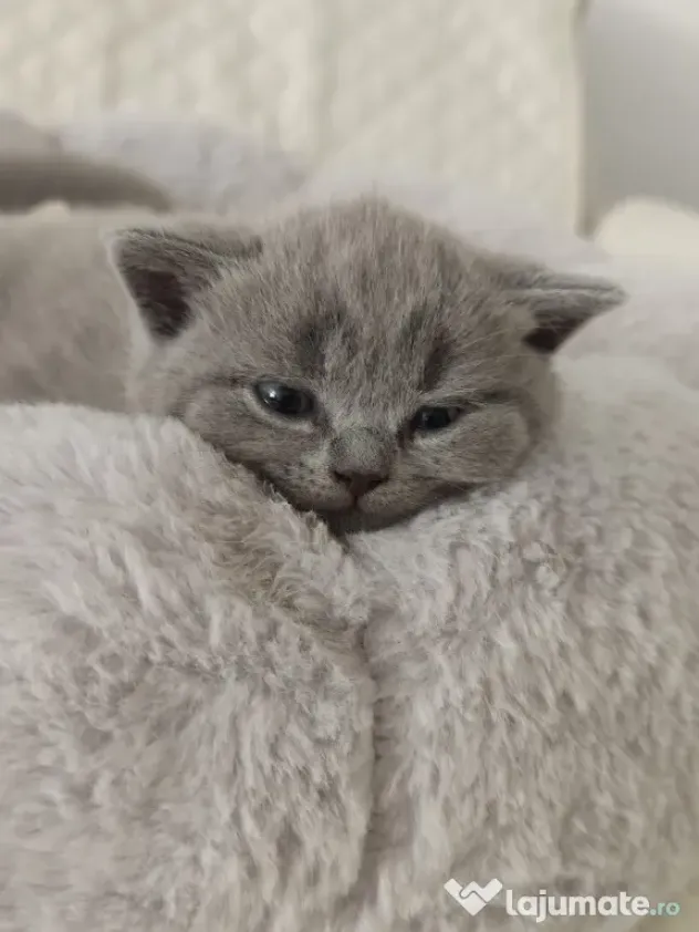 Pisica british shorthair