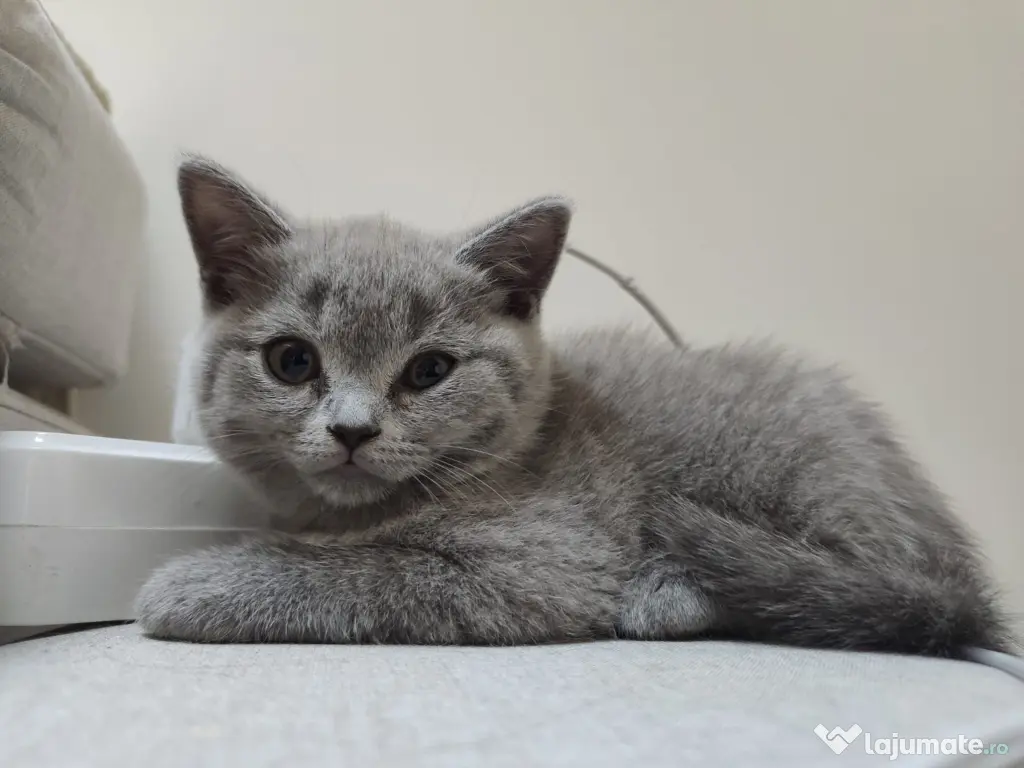 Pisica british shorthair