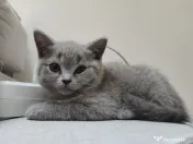 Pisica british shorthair