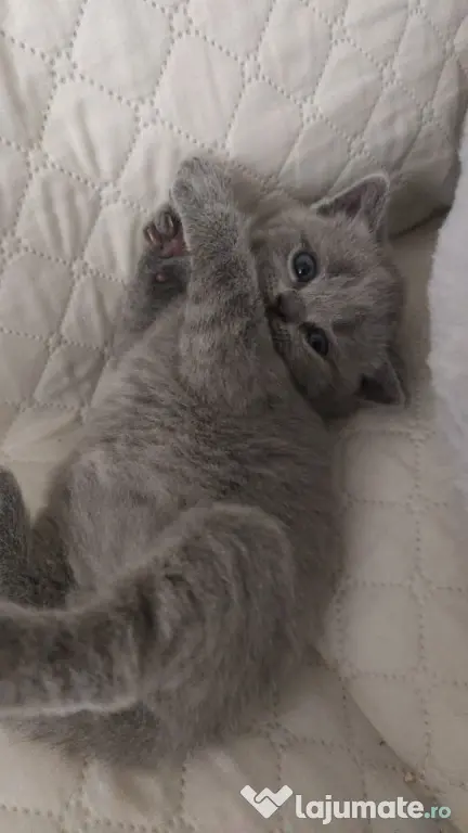 Pisica british shorthair