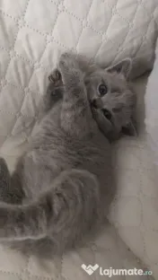 Pisica british shorthair