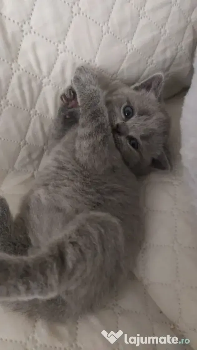 Pisica british shorthair