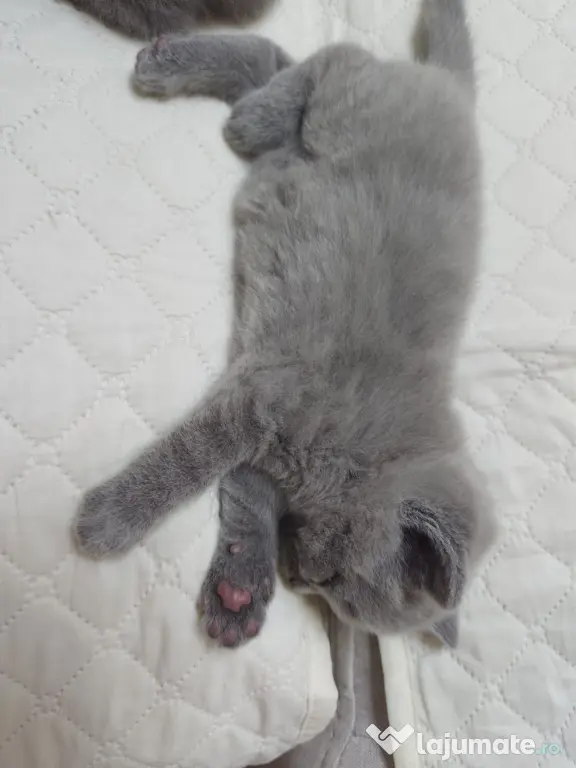 Pisica british shorthair