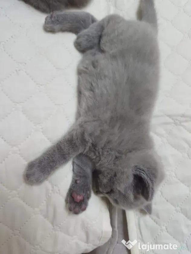 Pisica british shorthair