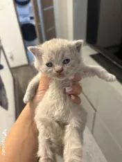 Puiuți British shorthair 