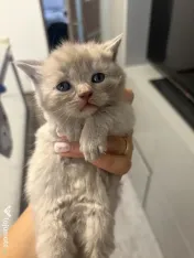 Puiuți British shorthair 