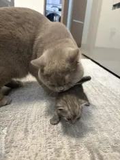 Puiuți British shorthair 