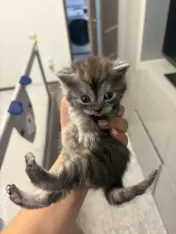 Puiuți British shorthair 