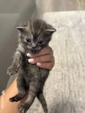 Puiuți British shorthair 