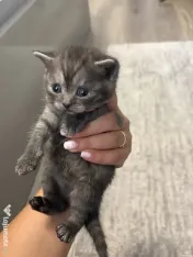Puiuți British shorthair 