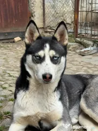 Husky siberian