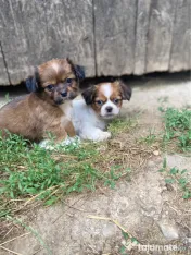 Pechinez imperial adoptie