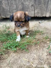 Pechinez imperial adoptie