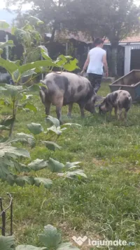 Porci de vănzare 