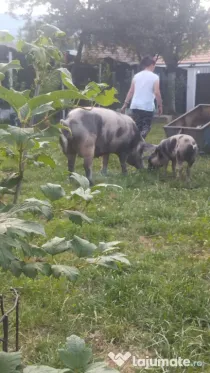Porci de vănzare