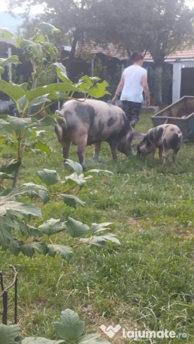 Porci de vănzare