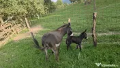 Măgăriță cu pui mic de vânzare 