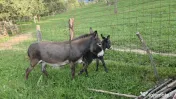 Măgăriță cu pui mic de vânzare 