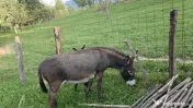 Măgăriță cu pui mic de vânzare 