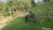 Măgăriță cu pui mic de vânzare 