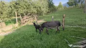 Măgăriță cu pui mic de vânzare 