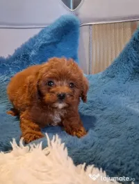 Pui rasa Cavapoo roșcat 