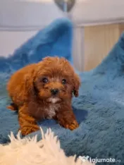 Pui rasa Cavapoo roșcat 