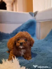 Pui rasa Cavapoo roșcat 