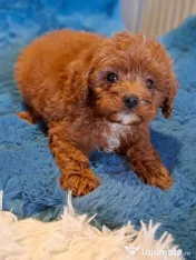 Pui rasa Cavapoo roșcat 