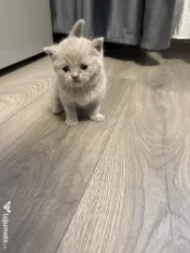 Pisicuțe British shorthair 